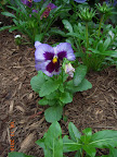 self-seeded pansy - I planted that kind 2 years ago :)