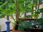6 week cukes, all flowering (male on pearl and tendergreen, cucino is all-female)