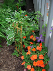 planted a clematis my mother gave me for mother's day (purple)