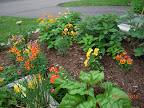 herbs and flowers, chard in foreground