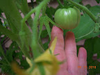 12 week early girl, largest fruit