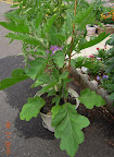 14 week gretel eggplant, bearing, lots of flowers
