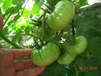 13 week tomande tomato - laden with tomatoes, all healthy, pruned tips on plant