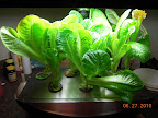 5 week romaines - recovered, vertically challenged