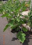 15 week gretel eggplant - bearing, lots more flowers