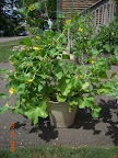 9 week cantaloupe - still no fruit - gave it tomato cage to get it up off the hot driveway yesterday, hand-pollinating