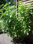 15/16 week bucks county and early girl tomatoes - one eg ripening