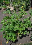 10 week cantaloupe - grew fruit fast in the heat wave!