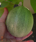 10 week cantaloupe - three about this size, outside just starting to develop corky bits