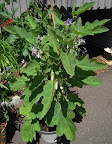 16 week gretel eggplant, heavy flowers and about 20 fruit developing