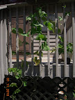 Pole beans starting very small harvest - bare below porch level from A/C blast, dying bush beans behind them