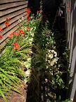 heat-blasted shade garden, can't see the dying fern at rear left