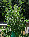 15 week brandy boy tomato - more early blight, and BER back with a vengeance. Tied it up more...