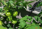 15 week tomande tomatoes - one of this clutch might be about to turn