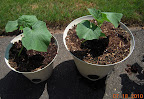 2 week (!) backup cukes, tendergreen and pearl