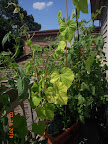 11 week pearl cuke and 16 week tomande tomato - removed other two cukes