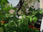 16 week tomande harvesting - this plant is huge and loaded