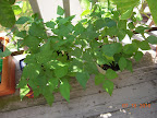 12 week bush beans major revival after dosing with seaweed fertilizer