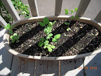 2+ week sugar snap peas - also planted some blue lake bush beans this week (not up yet)