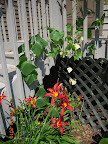 heat-blasted 11-week Japanese cucumber, producing, fruits a bit misshapen, only female flowers