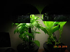 5 week basil, 6 week roman emperor romaine - latter isn't staying short enough