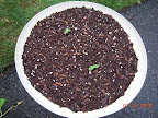4 day gold bar melon seedlings