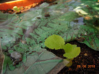 2.5 week kaboku chinese cabbages - not growing much