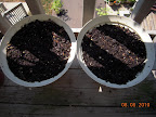 1 day - planted toy choi in ex bush bean pots