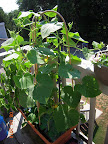 5 week tendergreen and pearl cukes - both bearing fruit! First harvest (pearl) maybe in 2 more days.