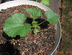 2.5 week gold bar melon - don't know what eats curcubit leaves like that
