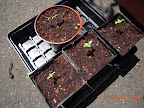 carmen pepper and 3 profusion zinnia seedlings