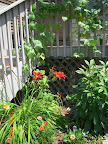 13 week Japanese cuke - bearing - and pole beans - not bearing