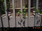 4+ week sugar snap peas