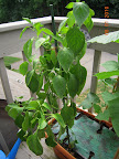 19 week carmen pepper, ripening older fruits, and starting to grow again - flower bud, new leaves, taller...