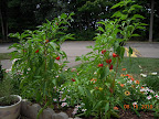 21 week mini stuffing peppers - harvested 30 this week, and plenty more ready