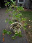 15 week sweet n' early cantaloupe - not growing, not dying, so far