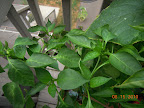 21 week carmen pepper - growing tips, buds, new leaves, tiny peppers