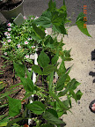 6+ week blue lake bush beans, harvesting