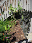 17 week Japanese cuke - pretty much dead. Dead pole beans and mildewed peony cut back, baby sugar snap peas by lattice