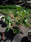 5.5 week gold bar melon, set female flowers! But...