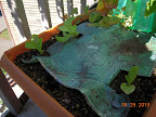 5.5 week kaboku cabbage getting nowhere, 3 week buttercrunch lettuce
