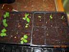 1 week chinese cabbage and korean curl seedlings in 6-packs, plus 2 baby leaf spinach plus 1 bloomsdale longstanding spinach - outside in shady spot