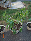 5.5 week gold bar melon, little fruit on board ... collapsed in the 95+F heatwave - moved to less sunny spot, but may not make it.