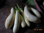 22 weeks, gretel eggplant harvest - 2 were mature (seedy), dunno what the brown skin lesions are (no blemishes inside)