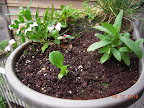 2 week heatwave lettuce (apparently a romaine) and 5 week profusion zinnia, both transplanted yesterday