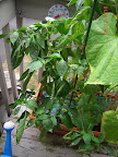 22 week carmen pepper - added 1/4 growbox nutes - added baby buttercrunch lettuce neighbor (can't see)
