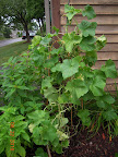 16 week Japanese cukes x 2, in sudden decline