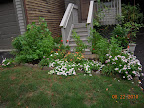 yanked some more gazanias - the remainder have fewer and smaller flowers these days - vinca and hibiscus and herbs all exuberant, tho