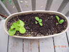 5 week buttercrunch lettuce, 3 week kaboku and orient express chinese cabbages