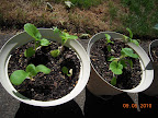 4 week toy choi, still lagging - some caterpillar damage